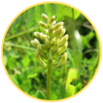 Astragalus Exaviril